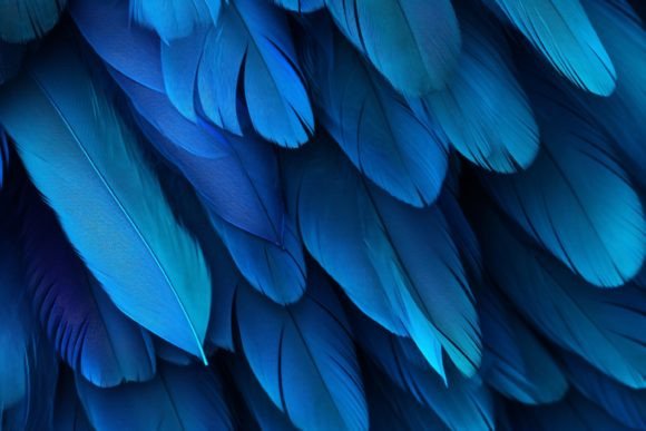 Blue Feather Background: A Versatile Design for Creative Projects