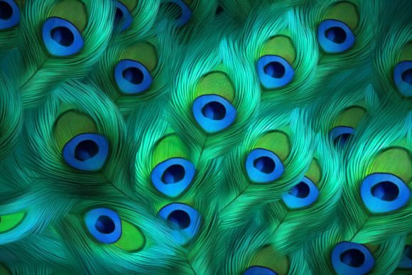 Unleashing Creativity with Peacock Feathers Digital Paper